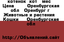 котенок  кот 2 мес › Цена ­ 10 - Оренбургская обл., Оренбург г. Животные и растения » Кошки   . Оренбургская обл.